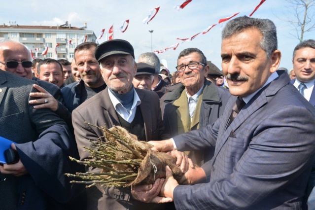 15 bin adet ceviz fidanı dağıtıldı.