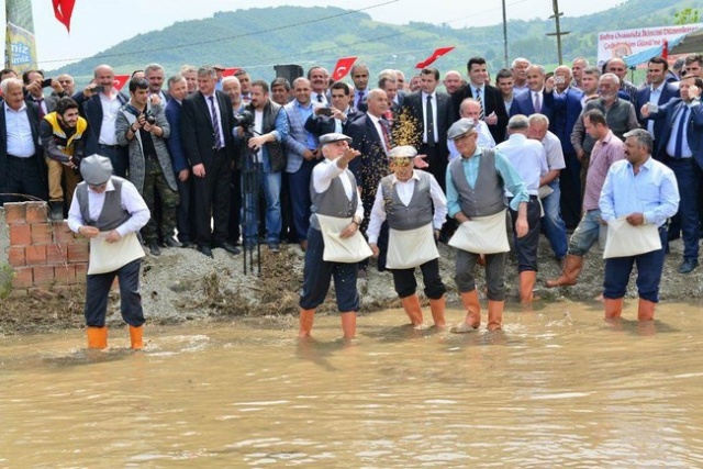 Bafra`da Çeltik  Festivali