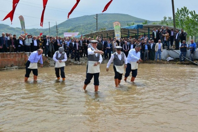 Bafra`da Çeltik  Festivali