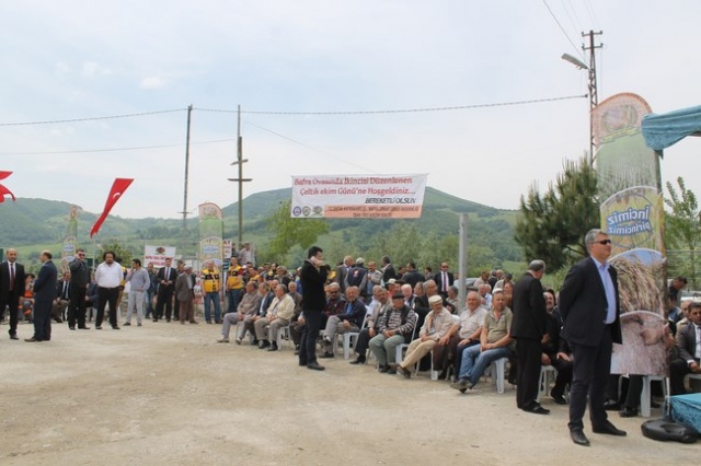 Bafra`da Çeltik  Festivali