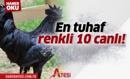 En tuhaf renkli 10 canlı!