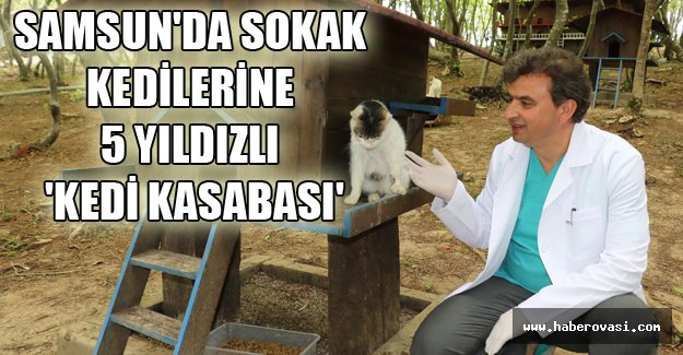Samsun'da sokak kedilerine Kasaba Kuruldu..