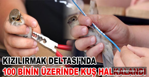 Kızılırmak Deltası'nda 100 binin üzerinde kuş halkalandı