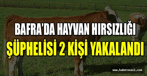 Bafra’da Hayvan Hırsızlığı Şüphelisi 2 Kişi Yakalandı