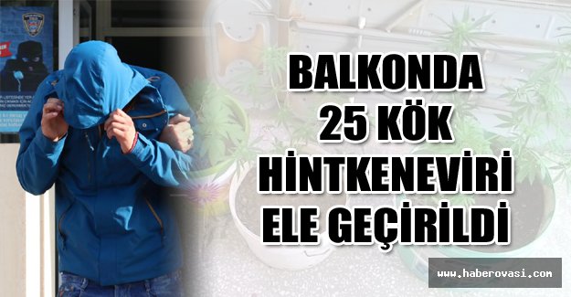 Balkonda 25 kök hintkeneviri ele geçirildi