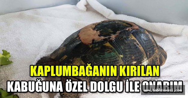 Kaplumbağanın kırılan kabuğuna özel dolgu ile onarım