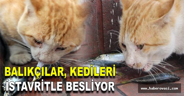 Samsun'da Balıkçılar, kedileri istavritle besliyor