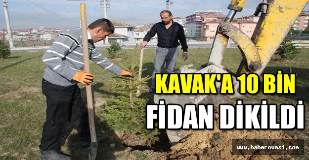 Kavak'a 10 bin fidan dikildi