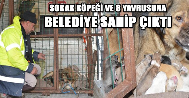 Sokak köpeği ve 8 yavrusuna belediye sahip çıktı