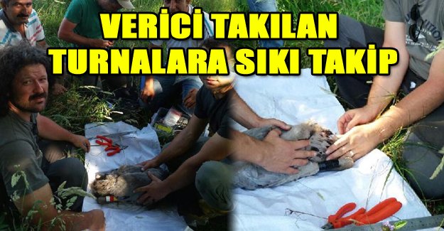 Verici takılan turnalara sıkı takip