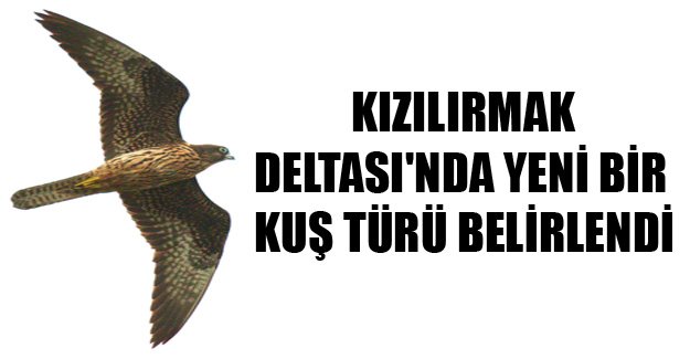 Kızılırmak Deltası'nda yeni bir kuş türü belirlendi