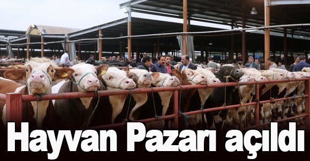 Havza canlı hayvan pazarı yeniden açıldı