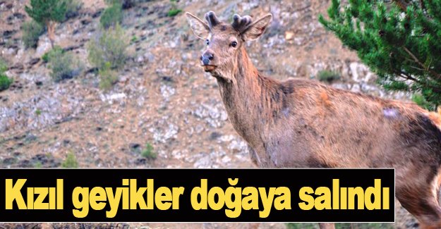 Kızıl geyikler doğaya salındı