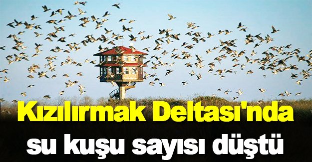 Kızılırmak Deltası'nda su kuşu sayısı düştü