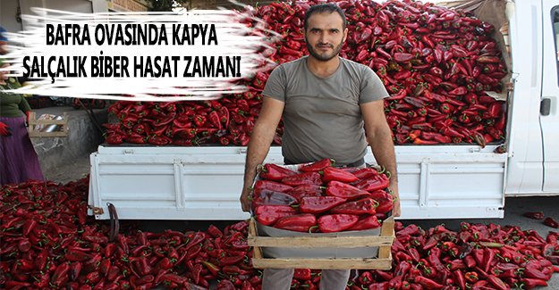 Bafra Ovasında Kapya Salçalık Biber Hasat Zamanı