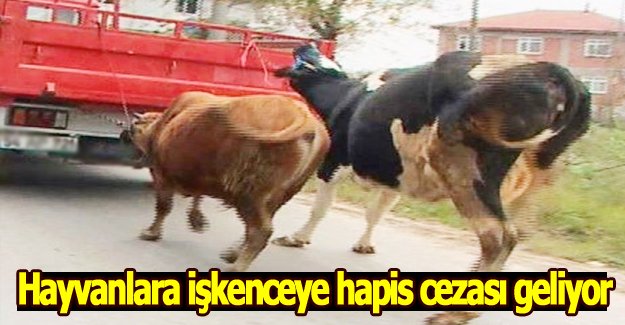 Hayvanlara işkenceye hapis cezası geliyor