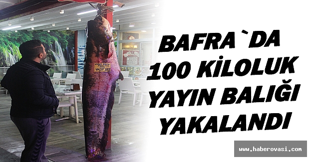 Bafra`da 100 kiloluk yayın yakalandı