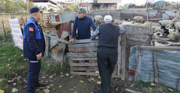 Kent merkezinde ahırlara zabıta ekipleri müdahale etti