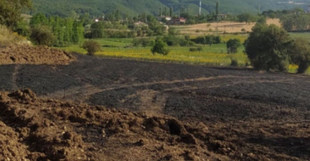 Samsun'da anız yangınında buğday tarlası zarar gördü