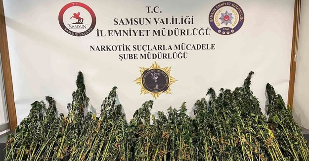 Samsun'da 178 Kök Kenevir Bitkisi Ele Geçirildi