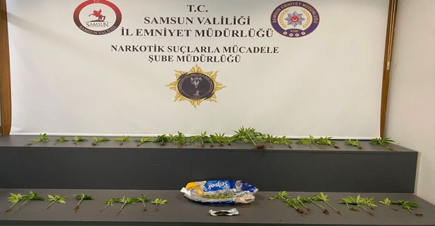 Samsun'da evde saksılara dikilmiş kenevir ele geçirildi