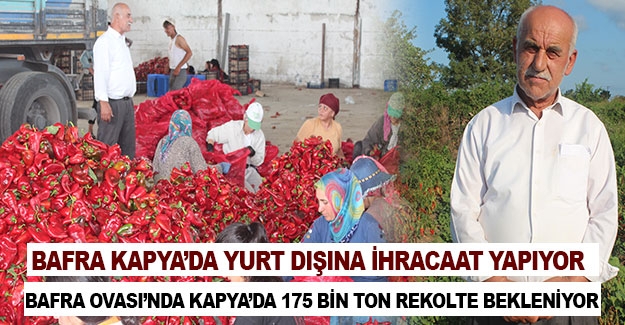 Bafra Ovası'nda kapya biberden 175 bin ton rekolte bekleniyor