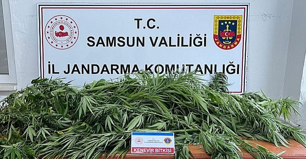 Samsun'da 16 kök ekmişti serbest kaldı