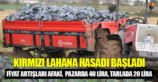 Bafra Ovası'nda kırmızı kelemin hasadı başladı