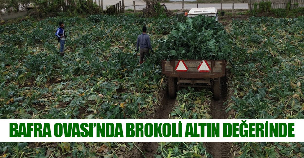 Bafra Ovası'nda brokoli hasadı başladı