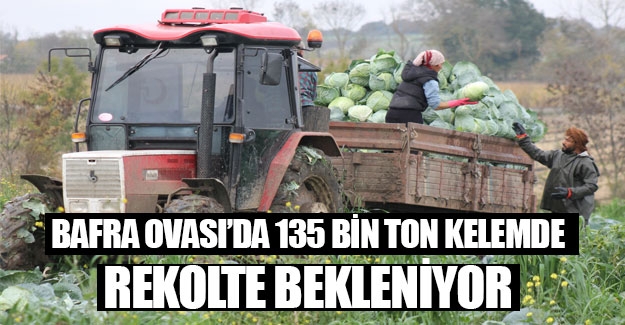 Bafra Ovası'nda beyaz kelemde 135 bin ton rekolte bekleniyor