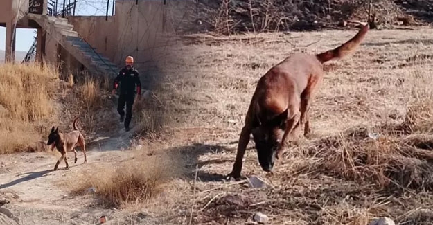 Kadavra Köpeği Abrek, Suriye'de Tarihi Görevde