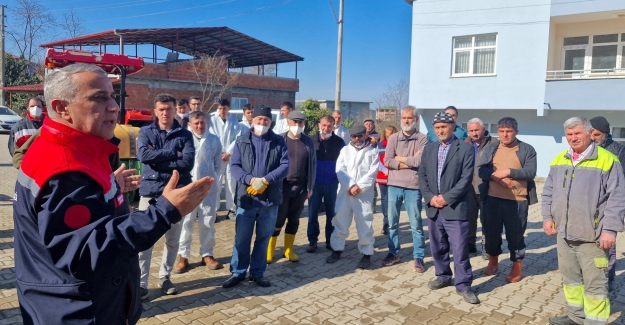 Samsun'da kahverengi kokarca mücadelesi hızlandı