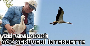 Verici takılan leyleklerin göç serüveni internette