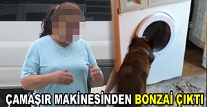 Çamaşır makinesinden bonzai çıktı