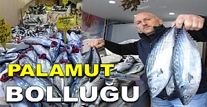 Palamut bolluğu