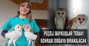 Peçeli baykuşlar tedavi sonrası doğaya bırakılacak