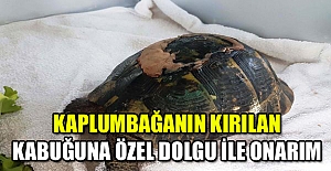 Kaplumbağanın kırılan kabuğuna özel dolgu ile onarım