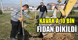 Kavak'a 10 bin fidan dikildi