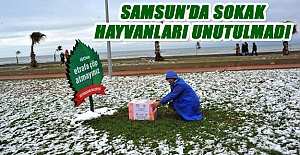 Samsun’da Sokak Hayvanları Unutulmadı