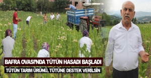 Bafra Ovası'nda tütün hasadı başladı