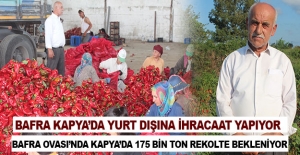 Bafra Ovası'nda kapya biberden 175 bin ton rekolte bekleniyor