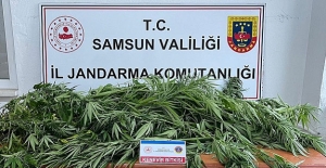 Samsun#039;da 16 kök ekmişti serbest...