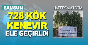 Samsun'da 728 kök kenevir bitkisi ele geçirildi.