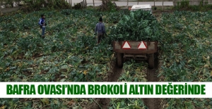 Bafra Ovası'nda brokoli hasadı başladı