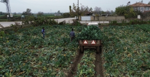 Bafra Ovası'nda brokoli hasadı başladı